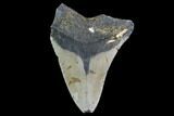 Bargain, Fossil Megalodon Tooth - North Carolina #91670-1